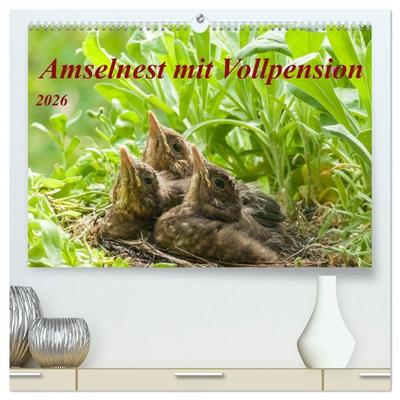 Amselnest mit Vollpension (hochwertiger Premium Wandkalender 2026 DIN A2 quer), Kunstdruck in Hochglanz