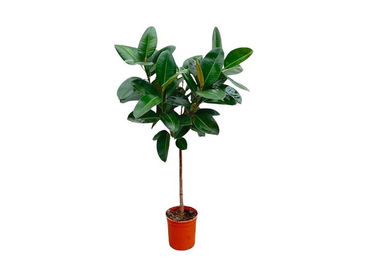 Ficus Elastica Robusta Ø24 - Gummibaum