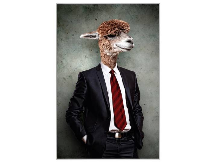 Bild mit Rahmen Lama im Anzug image LAND