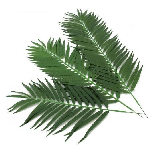 Europalms Kokos-Palmwedel, künstlich, 90cm 12x (90 cm) (82509896)