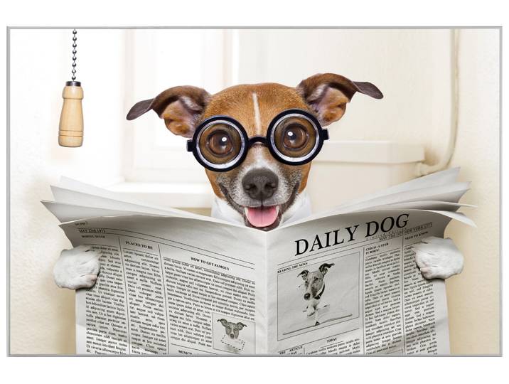 Bild mit Rahmen Hund mit Zeitung image LAND