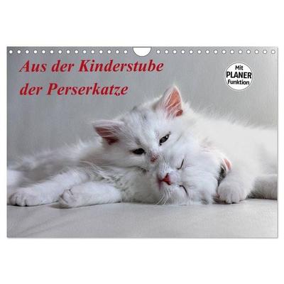 Aus der Kinderstube der Perserkatze (Wandkalender 2027 DIN A4 quer), CALVENDO Monatskalender