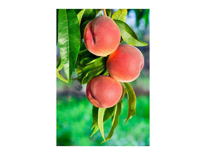 Roter Weinbergpfirsich (Prunus persica Weinbergpfirsich '), 150-170 cm inklusive Topf'