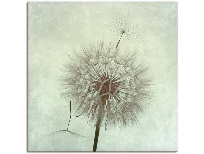Leinwandbild ARTLAND Pusteblume II , grau (farbe bild(er): grau), B:70cm H:70cm, Bilder, Leinwandbild, auf Holzrahmen gespannt