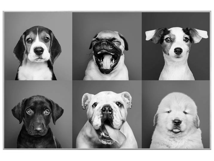 Bild mit Rahmen Lustige Hunde image LAND
