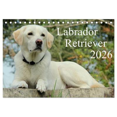 Labrador Retriever 2026 (Tischkalender 2026 DIN A5 quer), CALVENDO Monatskalender