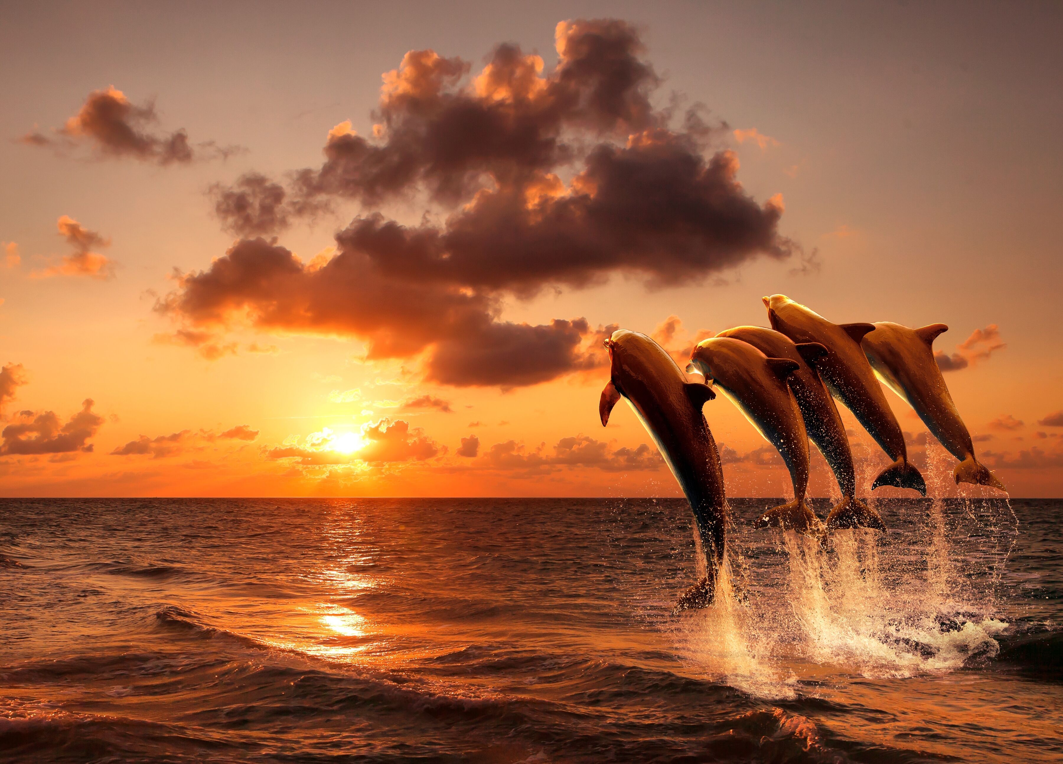 Fototapete PAPERMOON "Sunset Jumping Dolphins", bunt, B:3m L:2,23m, Vlies, Tapeten, Fototapete bunt B/L: 3m x 2,23m, Bahnen: 6 Stk.