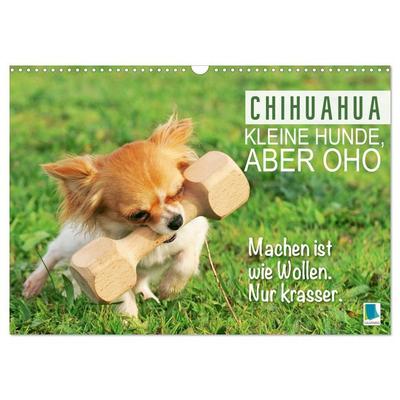 Chihuahua: Kleine Hunde, aber oho (Wandkalender 2026 DIN A3 quer), CALVENDO Monatskalender