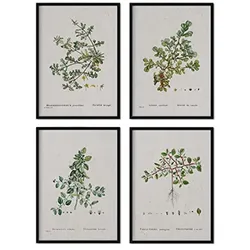 POSTER Set mit 4 von Blättern aus dem Künstler PierreJoseph Redouté A3 Schwarzer Rahmen
