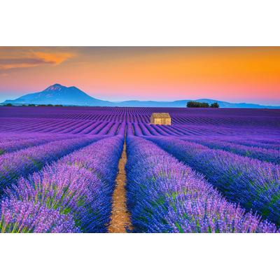 Fototapete PAPERMOON "LAVENDEL-FELD-PROVENCE WIESE GEBIRGE BLUMEN SONNE WALD", bunt, B:3,5m L:2,6m, Vlies, Tapeten