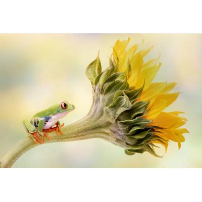 Fototapete PAPERMOON "LINDA D LESTER, ROTERÄUGIGER BAUMFROSCH AUF EINER SONNENBLUME", bunt, B:4m L:2,6m, Vlies, Tapeten