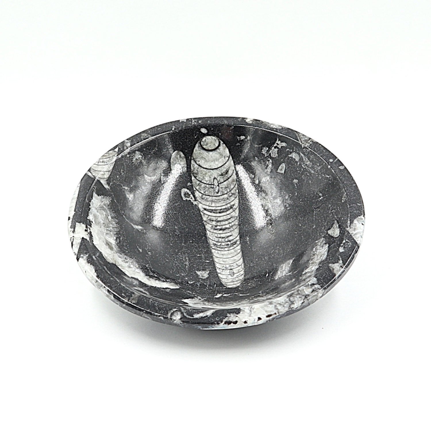 Orthoceras Bowl 12cm
