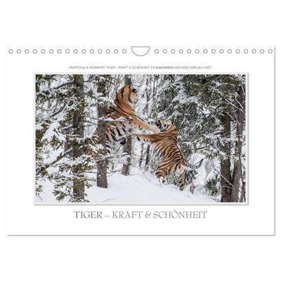 Emotionale Momente: Tiger - Kraft & Schönheit. / CH-Version (Wandkalender 2026 DIN A4 quer), CALVENDO Monatskalender