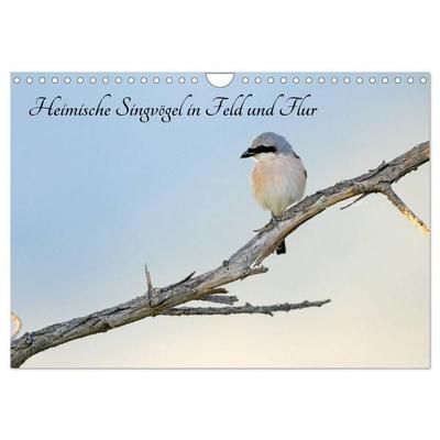 Heimische Singvögel in Feld und Flur (Wandkalender 2026 DIN A4 quer), CALVENDO Monatskalender
