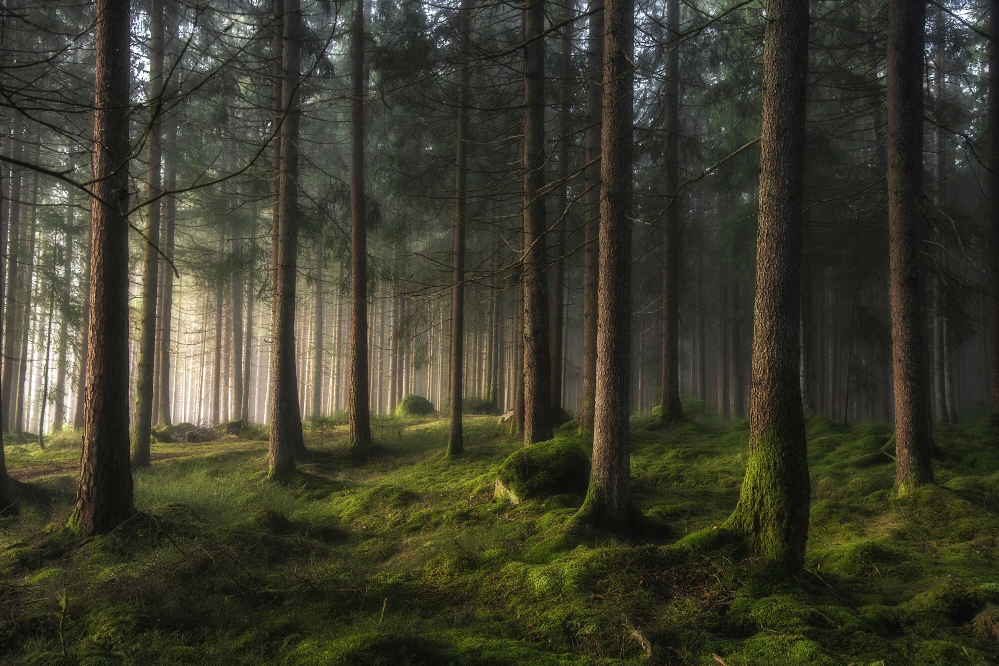 Fototapete PAPERMOON "Photo-Art BENNY PETTERSSON, WALD EIN GEFÜHL VON FRÜHLING", bunt, B:4m L:2,6m, Vlies, Tapeten, Fototapete bunt B/L: 4m x 2,6m, Bahnen: 8 Stk.