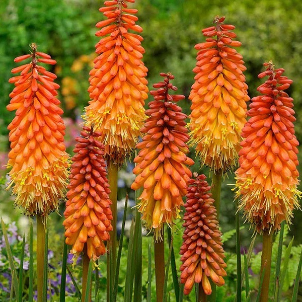 6 x Kniphofia Alcazar Fackellilies in pot van 9x9 cm