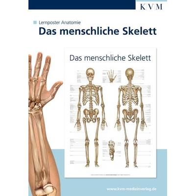Lernposter Anatomie, Sonstige von , KVM - Der Medizinverlag, 978-3-940698-12-4