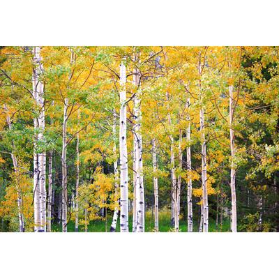Fototapete PAPERMOON "Herbst Birkenwald", bunt, B:3m L:2,23m, Vlies, Tapeten