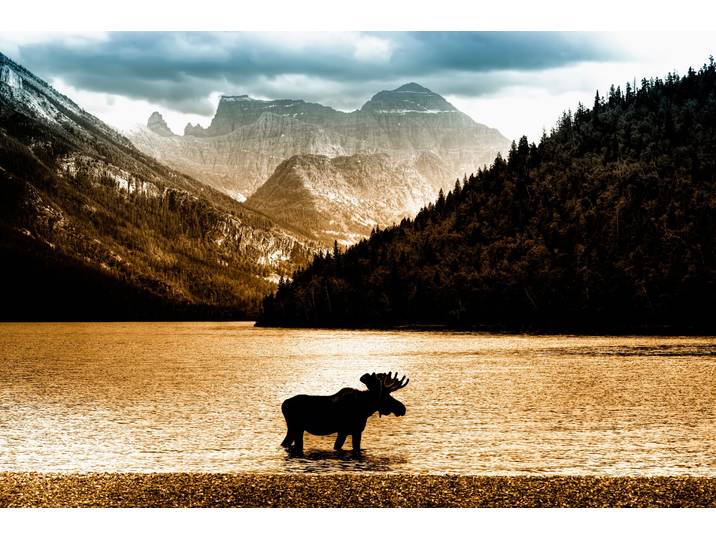 Fototapete PAPERMOON Moose in Waterton Lake , bunt, B:1,5m L:1,11m, Vlies, Tapeten, Fototapete