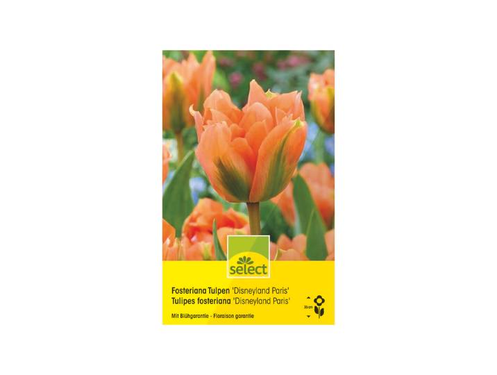 Select Fosteriana Tulpen Disneyland