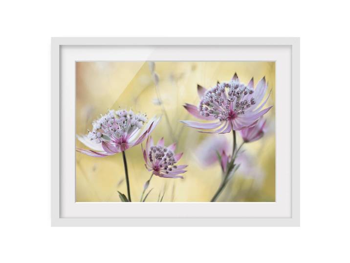 Bild Astrantia Major II Teilmassivholz Kiefer, matt lackiert Violett 40 x 30cm