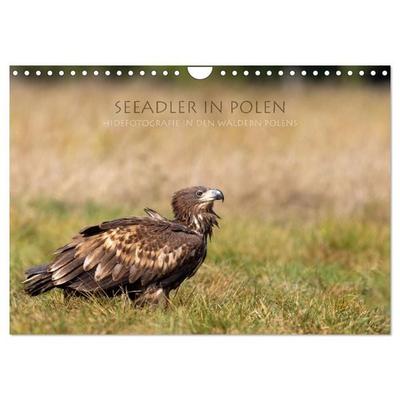 Seeadler in Polen (Wandkalender 2027 DIN A4 quer), CALVENDO Monatskalender
