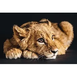 Bild LOVELY LION S (BHT 150x100x3 cm) - bunt - BHT 150x100x3 cm