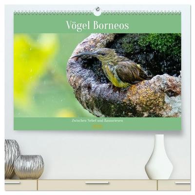 Zwischen Nebel und Baumriesen - Vögel Borneos (hochwertiger Premium Wandkalender 2026 DIN A2 quer), Kunstdruck in Hochglanz