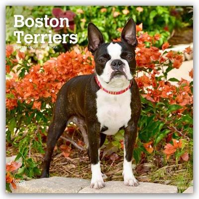 Boston Terriers 2027 – 16-Monatskalender