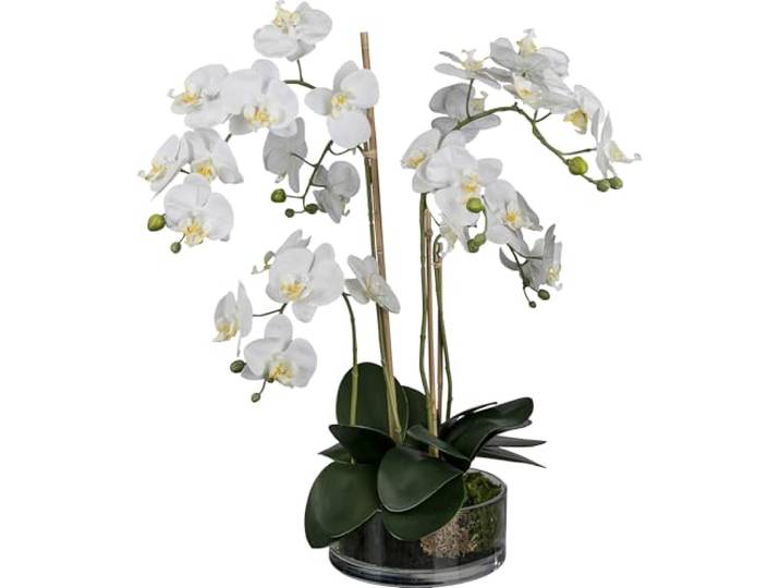 Kunstblume PHALENOPSIS ca. 50-60cm weiß, WEISS. Phalaenopsis Orchidee im massivem Glas 20 cm.