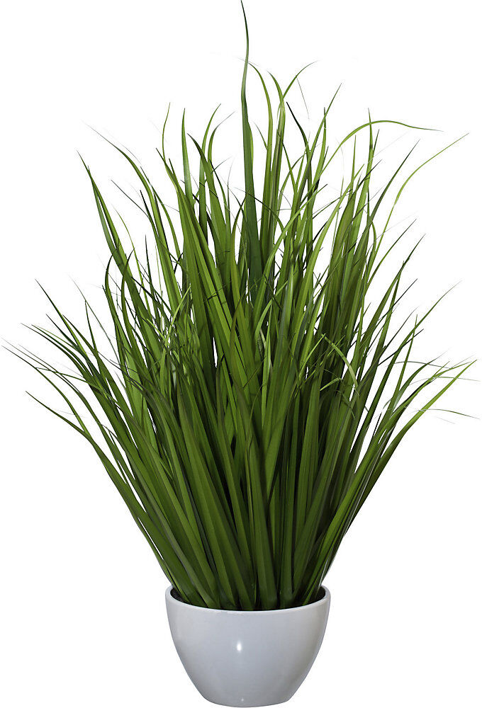 kaiserkraft Miscanthus, in Kunststoffschale, Höhe 960 mm