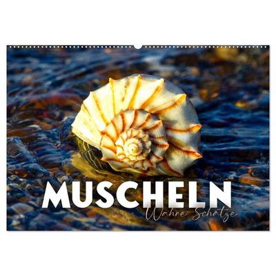 Muscheln - Wahre Schätze (Wandkalender 2027 DIN A2 quer), CALVENDO Monatskalender