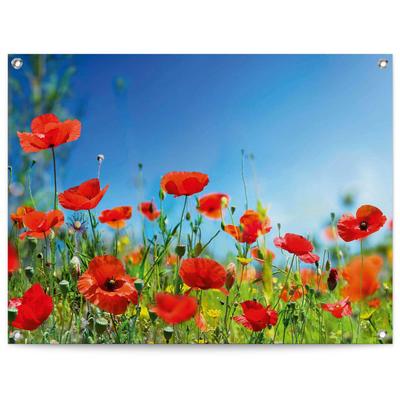 Poster REINDERS "Sommerblumen", rot (farbe bild(er): rot), B:80cm H:60cm T:0,1cm, Leinwand, Bilder, Poster, Outdoor für Garten oder Balkon