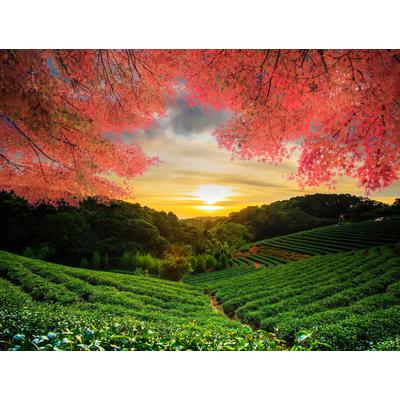 Fototapete PAPERMOON "TEE GARTEN-HERBST AHORN ASIEN BÄUME FELD WIESE SONNE", bunt, B:3,5m L:2,6m, Vlies, Tapeten