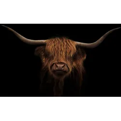 Glasbild HOCHLAND RIND - schwarz - BHT 120x80x0,40 cm