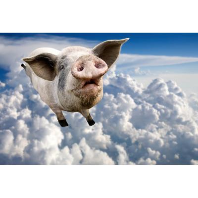 Fototapete PAPERMOON "Fliegendes Schwein", bunt, B:5m L:2,8m, Vlies, Tapeten