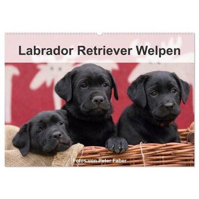 Labrador Retriever Welpen (Wandkalender 2026 DIN A2 quer), CALVENDO Monatskalender