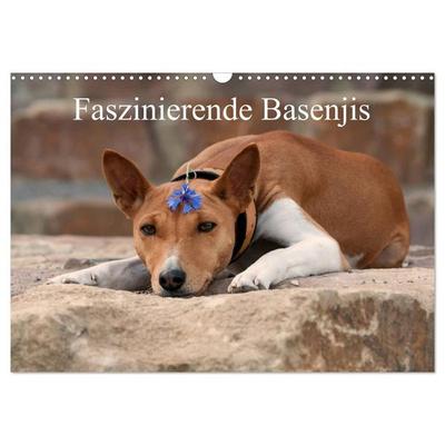 Faszinierende Basenjis (Wandkalender 2027 DIN A3 quer), CALVENDO Monatskalender