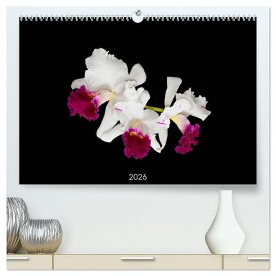 Leuchtende Cattleyen (hochwertiger Premium Wandkalender 2026 DIN A2 quer), Kunstdruck in Hochglanz