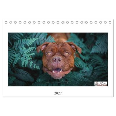 Wunderschöne Bulldoggen (Tischkalender 2027 DIN A5 quer), CALVENDO Monatskalender