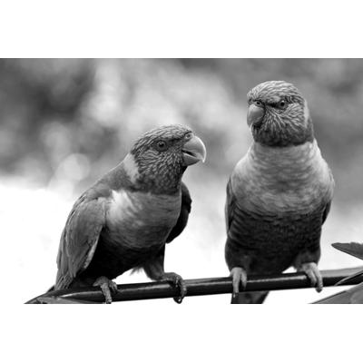 Fototapete PAPERMOON "Vögel Schwarz & Weiß", schwarz (schwarz, weiß), B:5m L:2,8m, Vlies, Tapeten