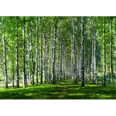 Fototapete PAPERMOON "Birkenwald", bunt, B:3m L:2,23m, Vlies, Tapeten