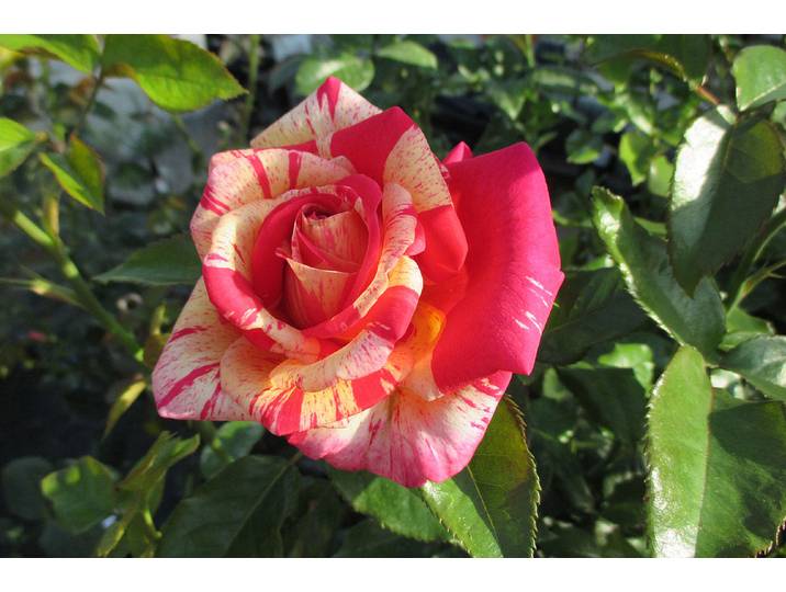 Edelrose Crazy Fashion '®(Rosa 'Crazy Fashion '®), TopfgrösseØ25cm'