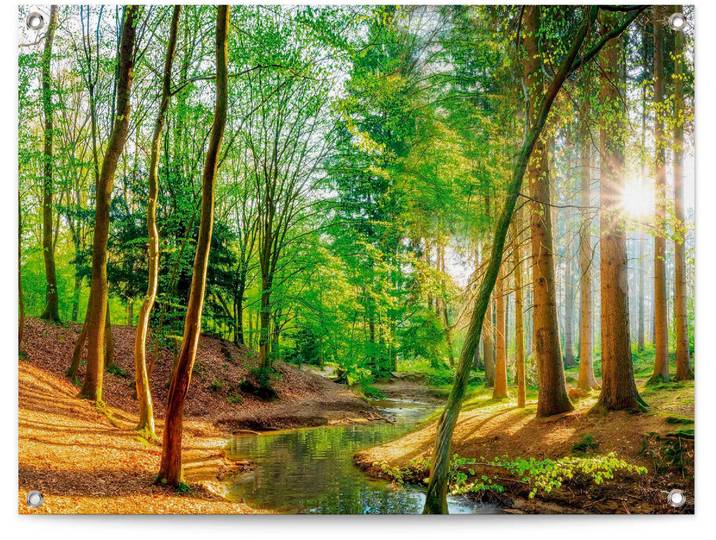 Poster REINDERS Sonniger Wald , grün (farbe bild(er): grün), B:80cm H:60cm T:0,1cm, Leinwand, Bilder, Poster