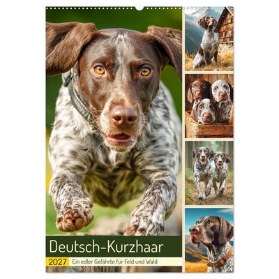 Deutsch-Kurzhaar. Ein edler Gefährte für Feld und Wald (Wandkalender 2027 DIN A2 hoch), CALVENDO Monatskalender