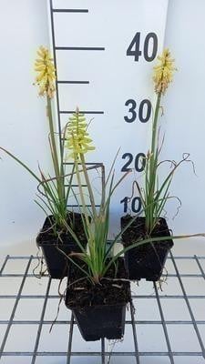 6 x Kniphofia hybr. Lemon Popsicle Fakkelbloem - Pot 9 x 9 cm - GRDplanten