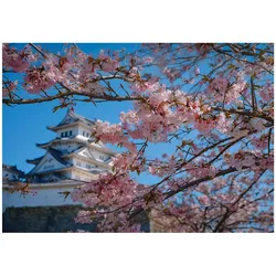 FOTOTAPETE Kirschblüte Japan Blau 400x280 cm