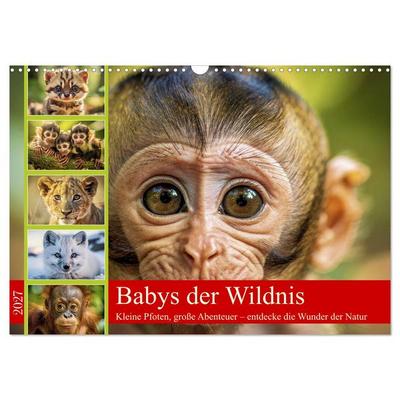 Babys der Wildnis (Wandkalender 2027 DIN A3 quer), CALVENDO Monatskalender