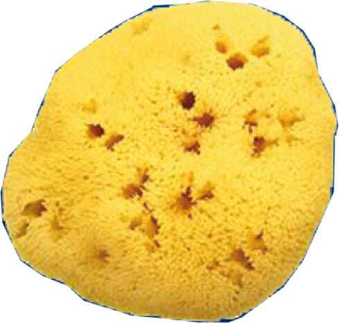 Farmacare Spugna Nat Fori L 11/12Cm 8