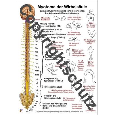 Myotome der Wirbelsäule, Zubehör von Tanja Aeckersberg, Aeckersberg, Ingrid, 978-3-940832-89-4